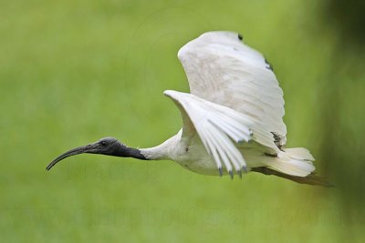 _MG_8330 Australian White Ibis.jpg