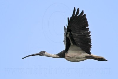 Straw-necked Ibis on wing - Top End, Northern Territory, Australia