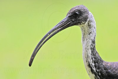 _MG_7748 Straw-necked Ibis.jpg