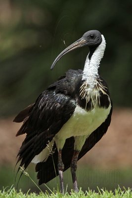 _MG_8154 Straw-necked Ibis.jpg