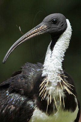 Straw-necked Ibis portraits - Top End, Northern Territory, Australia