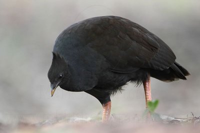 _MG_7885 Orange-footed Scrubfowl.jpg