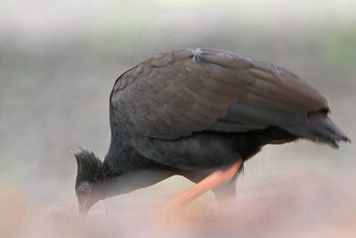 _MG_7911 Orange-footed Scrubfowl.jpg