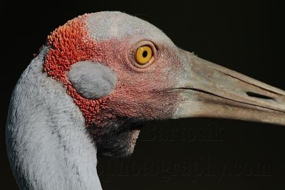 _MG_1569 Brolga.jpg