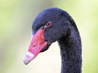 _MG_1882 Black Swan.jpg