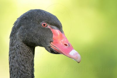 _MG_1888 Black Swan.jpg