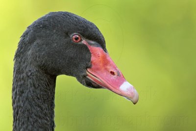 _MG_1890 Black Swan.jpg