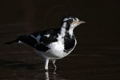 Magpie-lark - Top End, Northern Territory, Australia