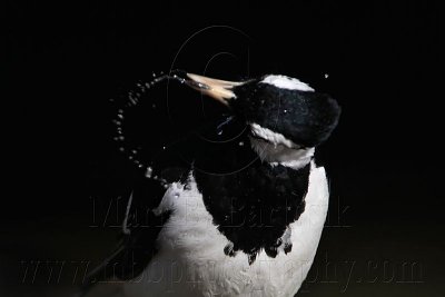 _MG_2169 Magpie-lark.jpg