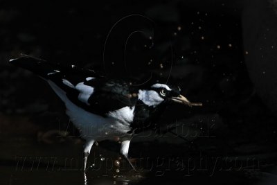 _MG_2301 Magpie-lark.jpg