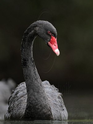 _MG_4872 Black Swan.jpg