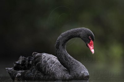 _MG_4889 Black Swan.jpg