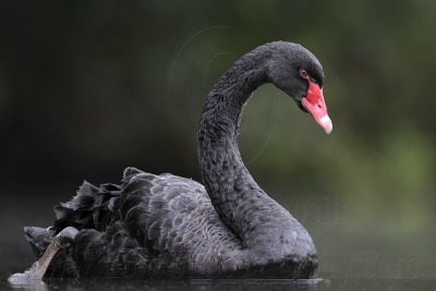 Black Swan - Top End, Northern Territory, Australia