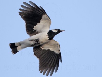 Magpie-lark on wing - Top End, Northern Territory, Australia