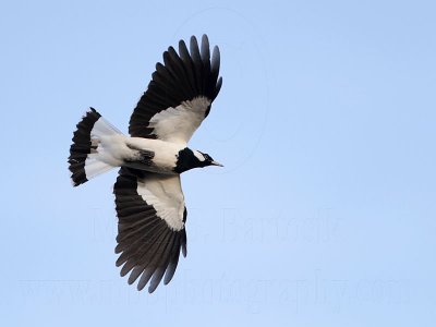 _MG_1462 Magpie-lark.jpg