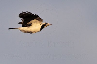 _MG_1493 Magpie-lark.jpg