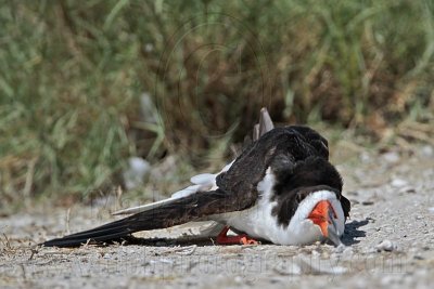 _MG_4148 Black Skimmer.jpg