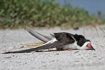 _MG_4195 Black Skimmer.jpg