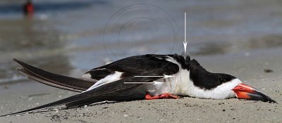 _MG_1983 Black Skimmer.jpg