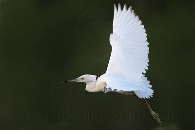 _MG_2342 Little Blue Heron.jpg