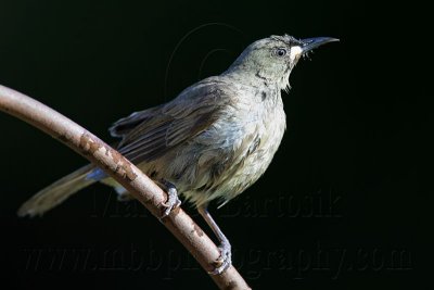 _MG_1982 White-gaped Honeyeater.jpg