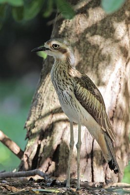 Bush Stone-curlew - Top End, Northern Territory, Australia