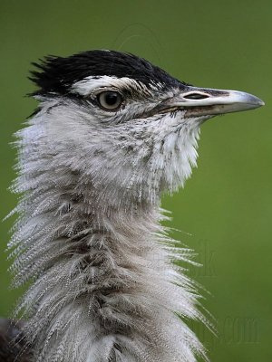 Australian Bustard portraits - Top End, Northern Territory, Australia