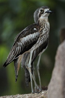 _MG_5049 Bush Stone-Curlew.jpg