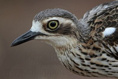 _MG_5127 Bush Stone-Curlew.jpg
