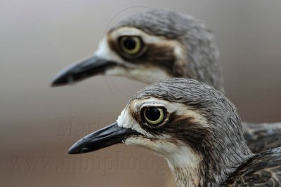 _MG_5145 Bush Stone-Curlew.jpg