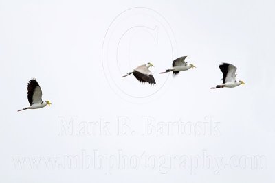 _MG_4295 Masked Lapwing.jpg