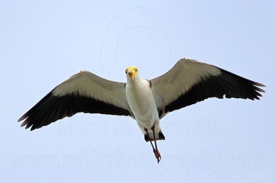 _MG_4694 Masked Lapwing.jpg