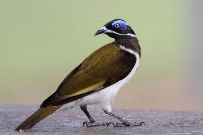 _MG_3828 Blue-faced Honeyeater.jpg