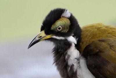 Blue-faced Honeyeater juvenile portraits - Top End, Northern Territory, Australia