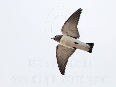 _MG_4799 White-breasted Woodswallow.jpg