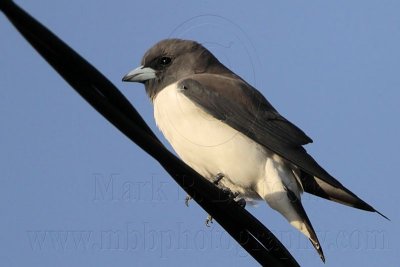 _MG_5536 White-breasted Woodswallow.jpg