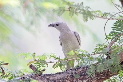 _MG_5707 Great Bowerbird.jpg