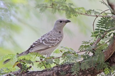 _MG_5730 Great Bowerbird.jpg