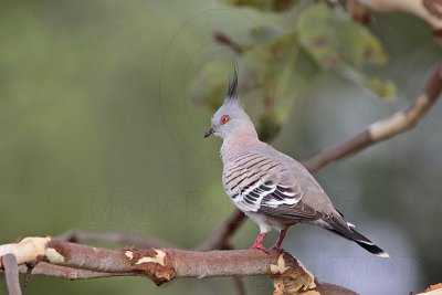 _MG_5825 Crested Pigeon.jpg