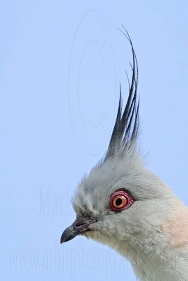 Crested Pigeon - Ocyphaps lophotes - NT