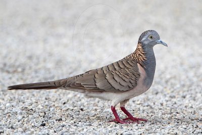 _MG_5975 Bar-shouldered Dove.jpg