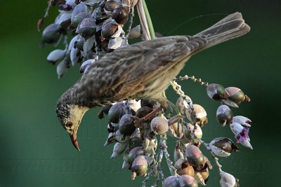 _MG_4280 Bar-breasted Honeyeater.jpg