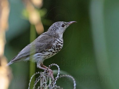 _MG_4303 Bar-breasted Honeyeater.jpg