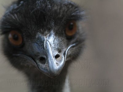 Emu - Dromaius novaehollandiae - NT