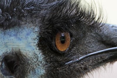 _MG_0141 Emu.jpg