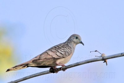 _MG_1885 Peaceful Dove.jpg