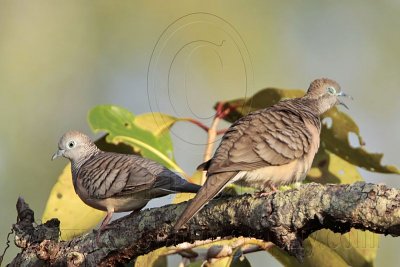 _MG_1918 Peaceful Dove.jpg