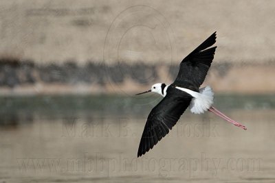 _MG_6020 Black-winged Stilt.jpg