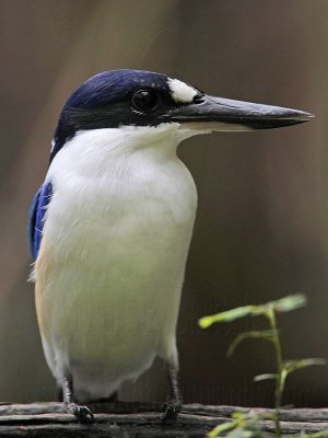_MG_1386 Forest Kingfisher.jpg