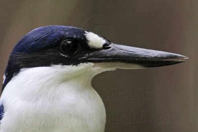 Forest Kingfisher - Todiramphus macleayii - NT